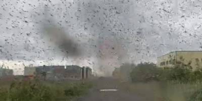 На Камчатке засняли на видео "торнадо" из комаров - ruposters.ru