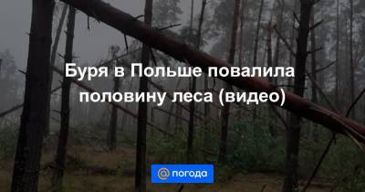Анна Лысенко - Буря в Польше повалила половину леса (видео) - news.mail.ru - Польша