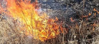 В России дачникам могут разрешить сжигать сухую траву на своих участках - runews24.ru - Россия