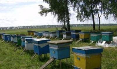 Стали известны предварительные итоги расследования массовой гибели пчёл в Башкирии - mkset.ru - Башкирия - Барнаул - район Кугарчинский