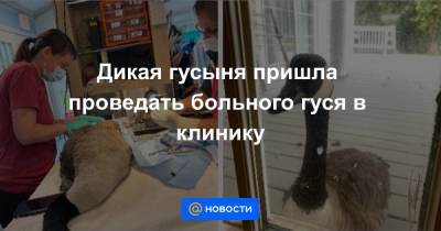 Дикая гусыня пришла проведать больного гуся в клинику - news.mail.ru - США - шт. Массачусетс