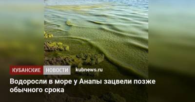 Александр Колесник - Водоросли в море у Анапы зацвели позже обычного срока - kubnews.ru - Анапа - Краснодарский край - Черное Море