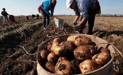 Чем можно заменить картофель: диетологи назвали три продукта (Вести, Украина) - inosmi.ru - Украина