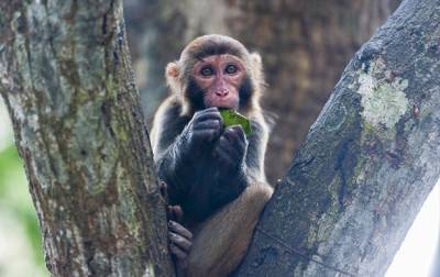 В Китае зафиксирована смерть от вируса обезьяны - korrespondent.net - Россия - Китай - Украина