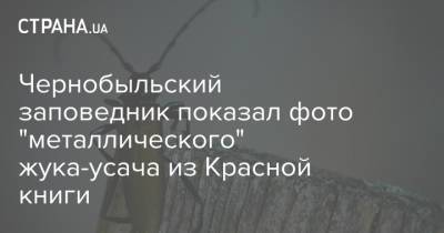 Чернобыльский заповедник показал фото "металлического" жука-усача из Красной книги - strana.ua - Украина