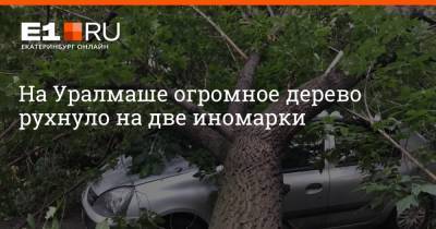 На Уралмаше огромное дерево рухнуло на две иномарки - e1.ru - Екатеринбург