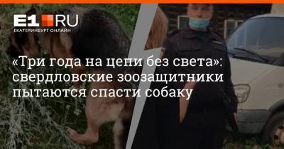 «Три года на цепи без света»: свердловские зоозащитники пытаются спасти собаку - e1.ru - Екатеринбург