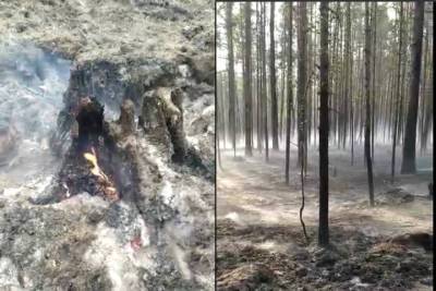 Окрестности Кудамы попали на видео после лесного пожара - karel.mk.ru - Петрозаводск - республика Карелия
