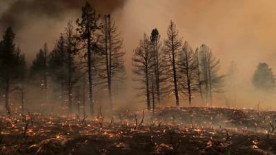 Запад США охвачен лесными пожарами - vesti.ru - США - Лос-Анджелес - шт. Калифорния - штат Монтана - штат Орегон - штат Айдахо