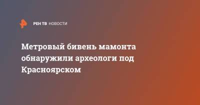 Метровый бивень мамонта обнаружили археологи под Красноярском - ren.tv - Красноярск