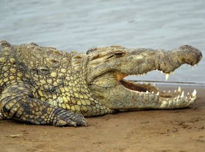 На украинском курорте крокодила выгуливали прямо на пляже (ВИДЕО) - enovosty.com - Украина - Запорожская обл.