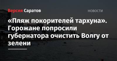 Валерий Радаев - «Пляж покорителей тархуна». Горожане попросили губернатора очистить Волгу от зелени - nversia.ru - Саратова
