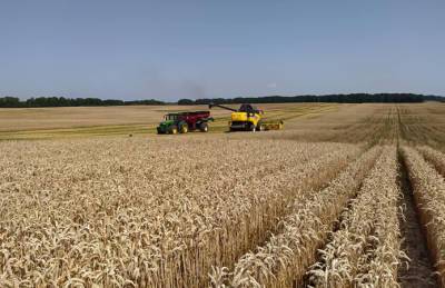 В Кусто Агро стартовала жатва - agroportal.ua - Украина