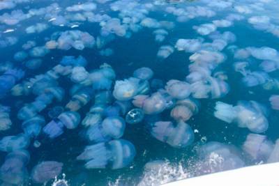 Отпуск под угрозой: ученые объяснили нашествие медуз в Азовском море - rupor.info - Мелитополь