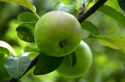 Татьяна Бочарова - Врач назвала людей, которым нельзя есть зеленые яблоки - vm.ru