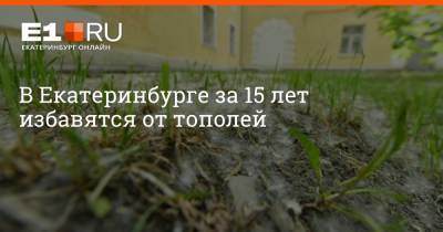 Алексей Орлов - Артем Устюжанин - В Екатеринбурге за 15 лет избавятся от тополей - e1.ru - Екатеринбург - Свердловская обл.