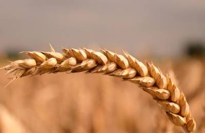 Первый миллион тонн зерна ушел на экспорт в 2021/22 МГ - agroportal.ua - Украина