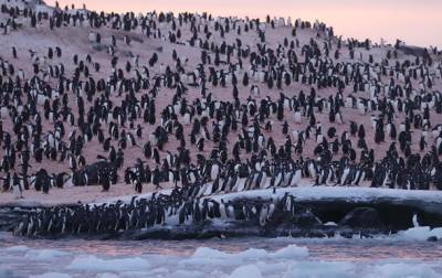 В Антарктиде возле украинской станции рекордное скопление пингвинов - korrespondent.net - Украина - Антарктида - станция Академик Вернадский