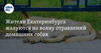 Жители Екатеринбурга жалуются на волну отравлений домашних собак - ura.news - Екатеринбург