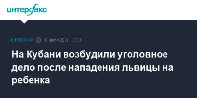 На Кубани возбудили уголовное дело после нападения львицы на ребенка - interfax.ru - Москва - Кубань
