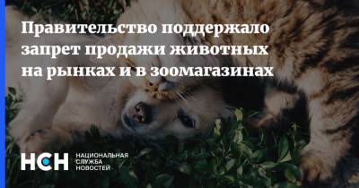 Владимир Бурматов - Правительство поддержало запрет продажи животных на рынках и в зоомагазинах - nsn.fm - Россия - Запрет