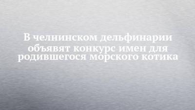 В челнинском дельфинарии объявят конкурс имен для родившегося морского котика - chelny-izvest.ru - Набережные Челны - Уругвай