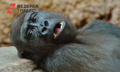 Сергей Нетесов - Россиянам объяснили, где и как можно заразиться вирусом обезьян - fedpress.ru - Москва - Китай
