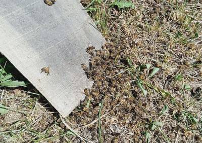 Рязанцы вновь сообщили о массовой гибели пчел - ya62.ru - район Спасский