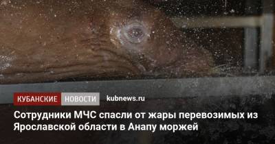 Сотрудники МЧС спасли от жары перевозимых из Ярославской области в Анапу моржей - kubnews.ru - Анапа - Краснодарский край - Тула - Ярославская обл. - Рыбинск - Тульская обл.