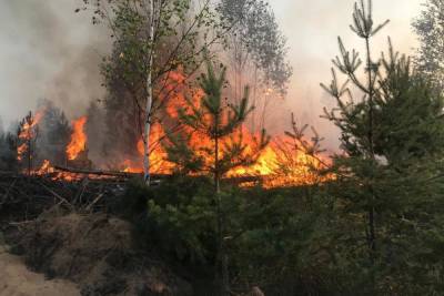 В Солотчинском лесничестве под Рязанью произошел крупный пожар - rzn.mk.ru - Рязанская обл. - Рязань