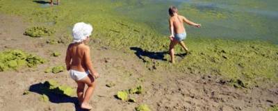 В Черном море у берега Анапы зацвели водоросли - runews24.ru - Анапа