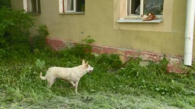 Пензенцам рассказали, как избежать заражения бешенством - penzainform.ru - Пензенская обл.