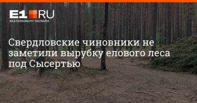 Свердловские чиновники не заметили вырубку елового леса под Сысертью - e1.ru - Екатеринбург - Свердловская обл. - Экология