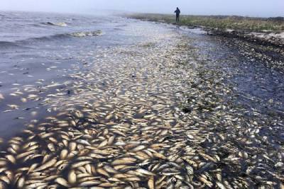 На Каспийском побережье Дагестана произошла массовая гибель рыбы - trend.az - респ. Дагестан