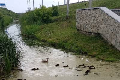 «Плавают вместе с мусором»: уточек заметили в самом грязном болоте под Новосибирском - novos.mk.ru - Новосибирск