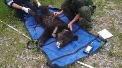В Приморье спасли истощенного гималайского медвежонка - iz.ru - Москва - Россия - Израиль - Приморье край - Якутск
