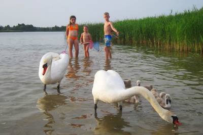 Прямо как в столовую: семейство лебедей приплывает на пляж третьего Лидского озера, чтобы подкрепиться - grodnonews.by - Белоруссия