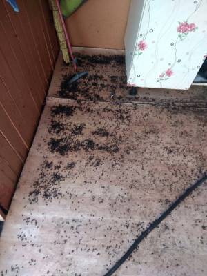 В Челябинской области жители одного из районов пожаловались на нашествие мух - znak.com - Челябинская обл. - район Кунашакский - Экология