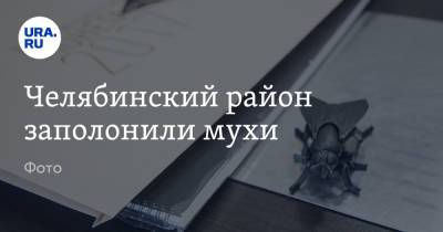 Челябинский район заполонили мухи. Фото - ura.news - Челябинская обл. - Уральск - район Кунашакский - Экология
