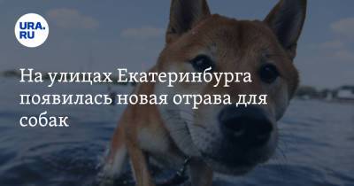 На улицах Екатеринбурга появилась новая отрава для собак. «Пес свалился и больше не вставал» - ura.news - Екатеринбург