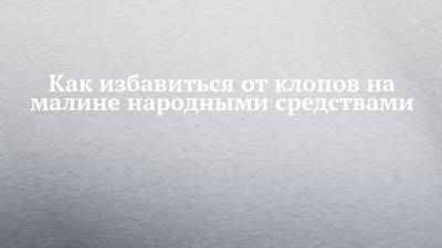 Как избавиться от клопов на малине народными средствами - chelny-izvest.ru