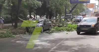 На ул. Инглези ветка упала на автомобиль: образовалась пробка - odessa-life.od.ua - Украина