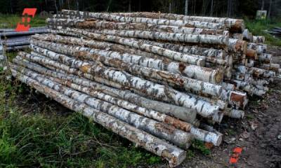 Экс-директор свердловского парка заплатит три миллиарда за рубку деревьев - fedpress.ru - Свердловская обл.