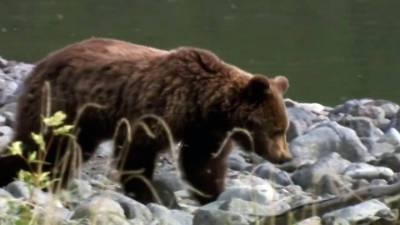 Хищник напал на женщину около парка "Танцующих медведей" - vesti.ru - Болгария
