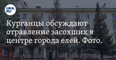 Курганцы обсуждают отравление засохших в центре города елей. Фото. Видео - ura.news