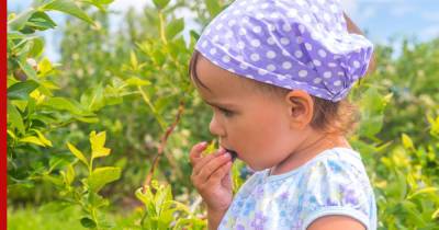 Как уберечь ребенка на даче: опасные цветы и растения, которые лучше не сажать - profile.ru