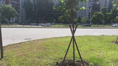 В Петербурге посадили свыше 33 тыс. растений-многолетников за полгода - piter.tv - Санкт-Петербург - Петербург