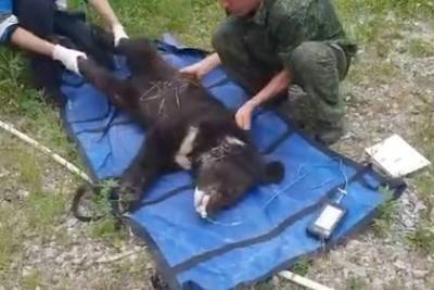 В Приморье спасли истощенного медвежонка - lenta.ru - Челябинская обл. - Приморье край
