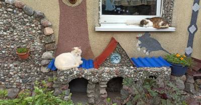 Подкидывают котят и водят туристов: как живёт самый необычный двор в Гвардейске - klops.ru - Гвардейск