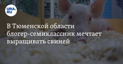Блогер - В Тюменской области блогер-семиклассник мечтает выращивать свиней. Видео - ura.news - Тюменская обл. - район Тобольский